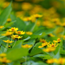 CHRYSANTHEMUMS Theme  screen for extension Chrome web store in OffiDocs Chromium