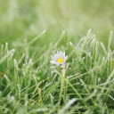 CHRYSANTHEMUM THEME  screen for extension Chrome web store in OffiDocs Chromium