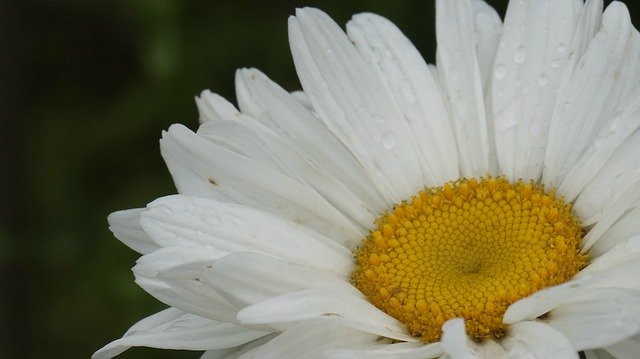Free picture Chrysanthemum White -  to be edited by GIMP free image editor by OffiDocs