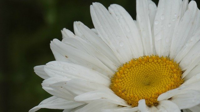 تنزيل Chrysanthemum White مجانًا - صورة أو صورة مجانية ليتم تحريرها باستخدام محرر الصور عبر الإنترنت GIMP