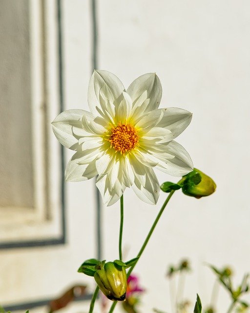 Free download Chrysanthemum White Garden Plant -  free photo or picture to be edited with GIMP online image editor