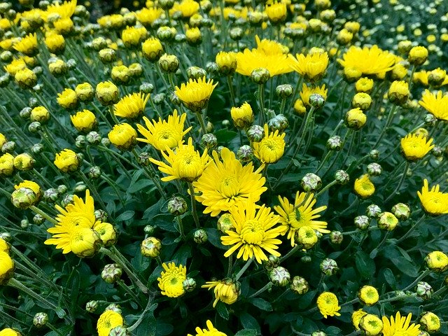 Free download Chrysanthemum Yellow Autumn -  free photo or picture to be edited with GIMP online image editor