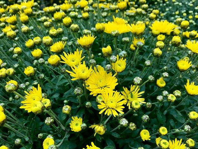 ດາວໂຫລດຟຣີ Chrysanthemum Yellow Autumn - ຮູບພາບຫຼືຮູບພາບທີ່ບໍ່ເສຍຄ່າເພື່ອແກ້ໄຂດ້ວຍຕົວແກ້ໄຂຮູບພາບອອນໄລນ໌ GIMP