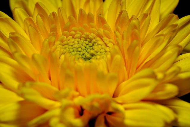 Free download chrysanthemum yellow flower flower free picture to be edited with GIMP free online image editor