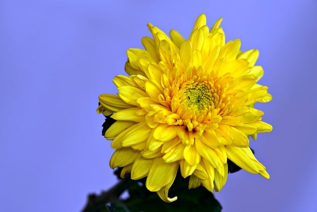 Faça o download gratuito da imagem gratuita do jardim de flores amarelas do crisântemo para ser editado com o editor de imagens on-line gratuito do GIMP