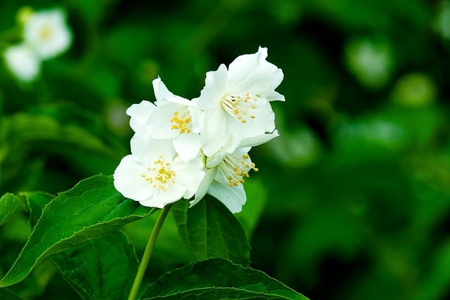 Free download chubushnik white flowers nature free picture to be edited with GIMP free online image editor