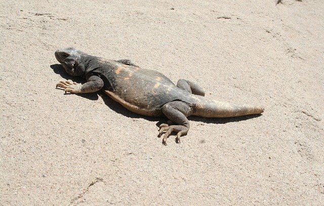 Free download Chuckwalla Lizard -  free photo or picture to be edited with GIMP online image editor