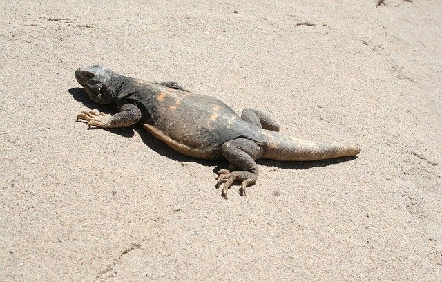 Безкоштовно завантажте Chuckwalla Lizard - безкоштовне фото або зображення для редагування за допомогою онлайн-редактора зображень GIMP