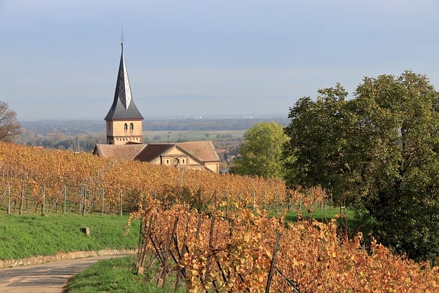Free download church wine vineyard fall alsace free picture to be edited with GIMP free online image editor