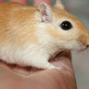 Chuột vàng  screen for extension Chrome web store in OffiDocs Chromium