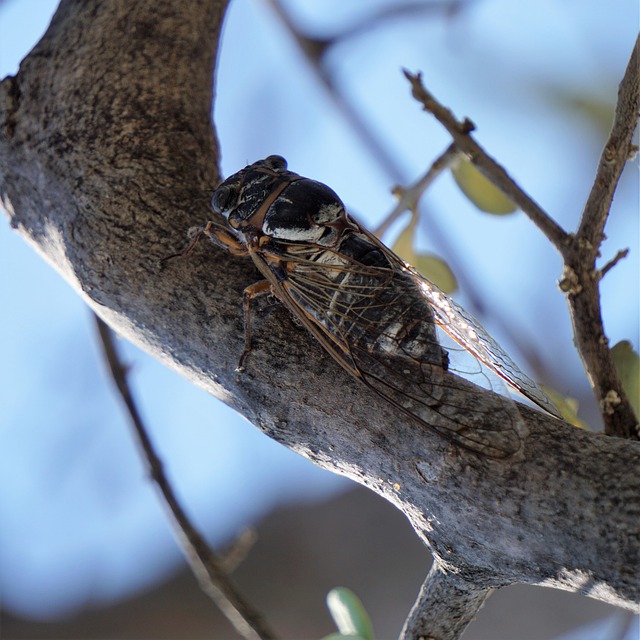 Kostenloser Download von Cicada Cicadidae True Bug Hemiptera, kostenloses Bild zur Bearbeitung mit dem kostenlosen Online-Bildeditor GIMP
