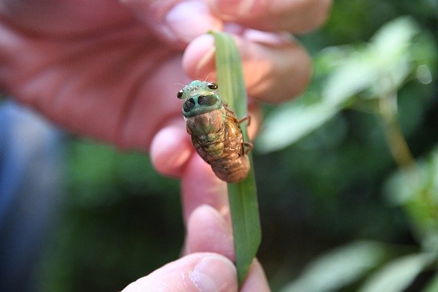 Descărcare gratuită Cicada Cicadoidea Insect - fotografie sau imagini gratuite pentru a fi editate cu editorul de imagini online GIMP