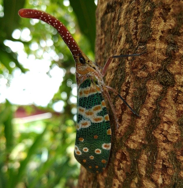 Download grátis Cicada Clary Nature Pyrops - foto grátis ou imagem para ser editada com o editor de imagens online GIMP