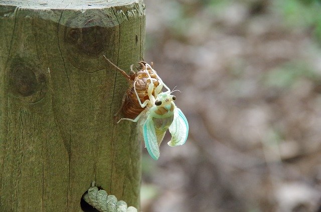 Unduh gratis Cicada Hatch Insect - foto atau gambar gratis untuk diedit dengan editor gambar online GIMP