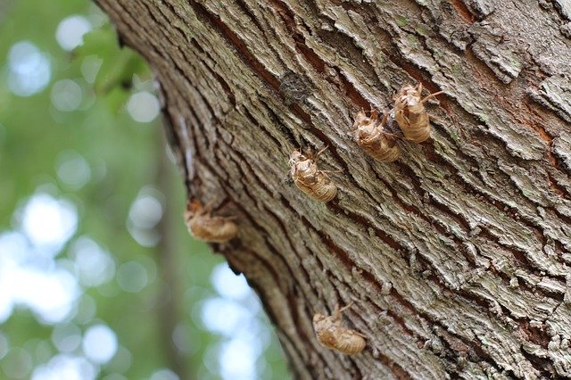 Free download Cicada Insect Shell -  free photo or picture to be edited with GIMP online image editor
