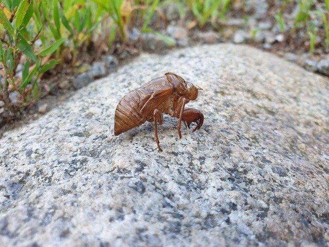 Descarga gratuita Cicada Knock Nature: foto o imagen gratuita para editar con el editor de imágenes en línea GIMP