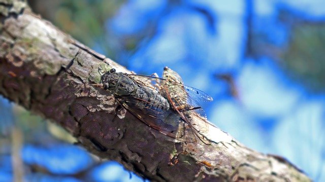 Download grátis Cicada Lovers Fall - foto ou imagem gratuita para ser editada com o editor de imagens online GIMP