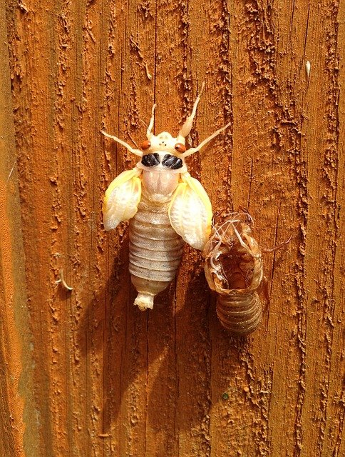 Free download cicada molted shell magicicada free picture to be edited with GIMP free online image editor