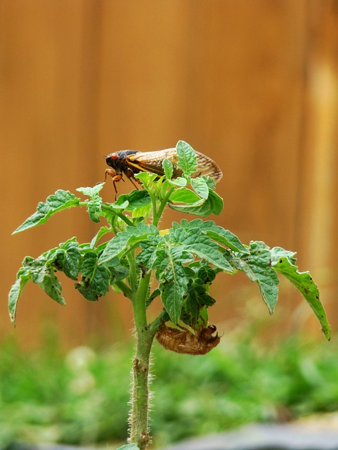 Free download cicada molted tomato plant free picture to be edited with GIMP free online image editor