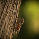 Cicada on the tree  screen for extension Chrome web store in OffiDocs Chromium