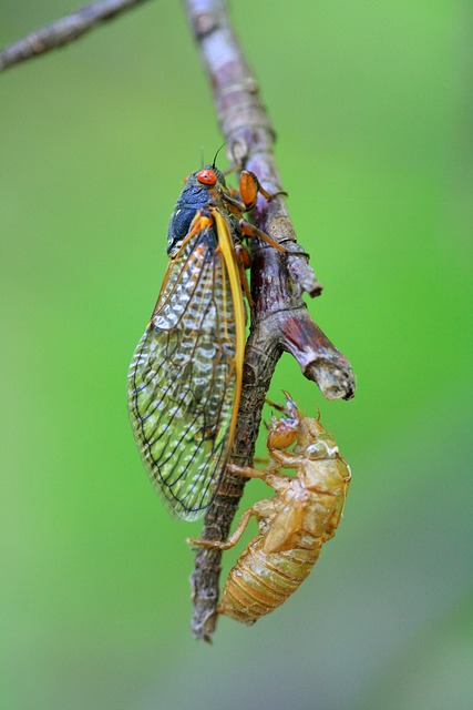 Free download cicada periodical cicada free picture to be edited with GIMP free online image editor