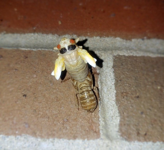Free download cicada periodical cicadas insect free picture to be edited with GIMP free online image editor