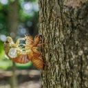 Cicadas molt  screen for extension Chrome web store in OffiDocs Chromium
