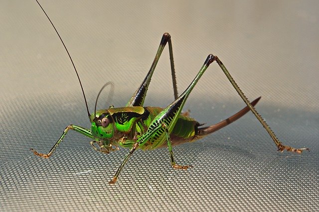 Muat turun percuma Cicada Worm Nature - foto atau gambar percuma untuk diedit dengan editor imej dalam talian GIMP