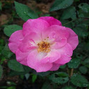 Cinnamon Rose Wallpaper  screen for extension Chrome web store in OffiDocs Chromium