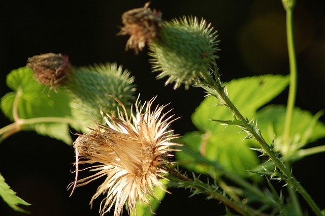 Free download Cirsium Weeds Asteraceae -  free photo or picture to be edited with GIMP online image editor