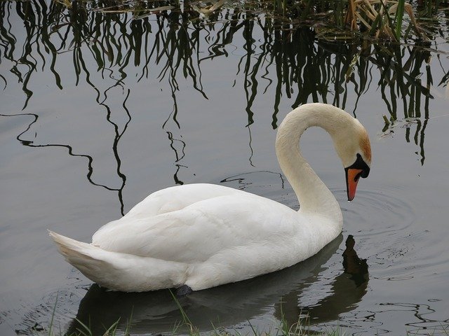 Descărcare gratuită Cisnei Bird Lake - fotografie sau imagine gratuită pentru a fi editată cu editorul de imagini online GIMP