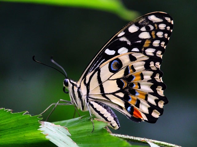 Free download citrus butterfly butterfly nature free picture to be edited with GIMP free online image editor