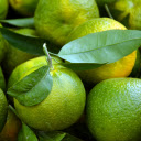 Citrus Garden: Green Gems Bursting with Zest  screen for extension Chrome web store in OffiDocs Chromium