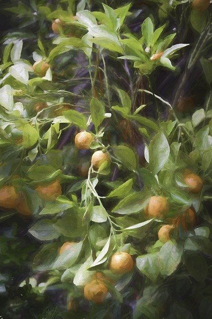 Free download Citrus Orange Garden -  free illustration to be edited with GIMP free online image editor