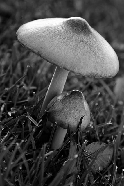 Téléchargement gratuit de l'image gratuite de l'herbe monochrome des champignons de la ville à éditer avec l'éditeur d'images en ligne gratuit GIMP