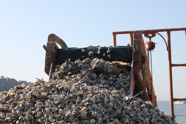 Free download Clam South Sea -  free photo or picture to be edited with GIMP online image editor