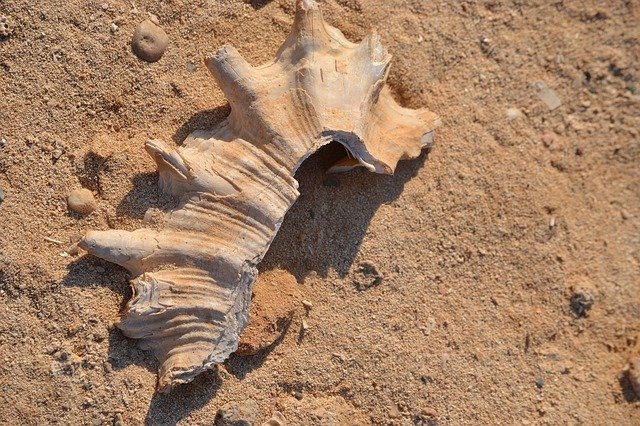 ดาวน์โหลดฟรี Clams Shells Sand - ภาพถ่ายหรือรูปภาพฟรีที่จะแก้ไขด้วยโปรแกรมแก้ไขรูปภาพออนไลน์ GIMP