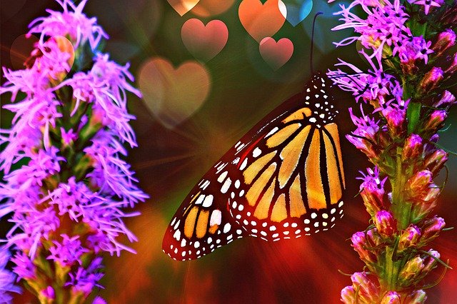 Free download Clarity Butterfly Summer -  free photo or picture to be edited with GIMP online image editor