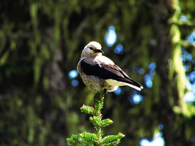 הורדה חינם של ClarkS Nutcracker - תמונה או תמונה בחינם לעריכה עם עורך התמונות המקוון GIMP