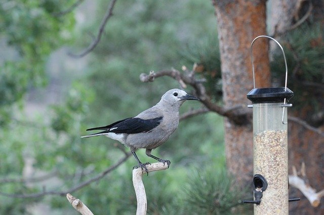 Free download Clarks Nutcracker Colorado Bird -  free photo or picture to be edited with GIMP online image editor