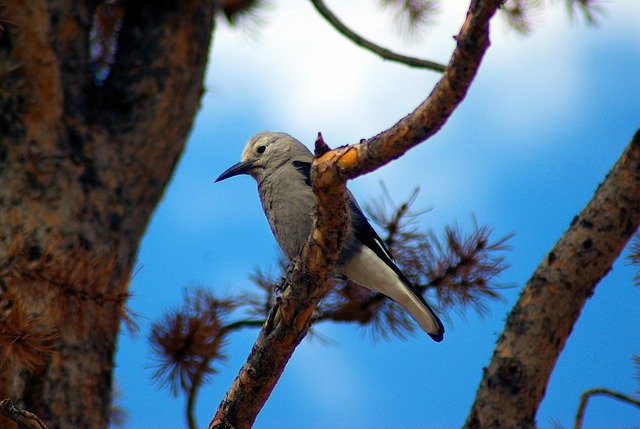 Gratis download ClarkS Nutcracker On Branch Bird - gratis foto of afbeelding om te bewerken met GIMP online afbeeldingseditor