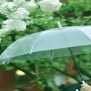 Clear color umbrella wallpaper  screen for extension Chrome web store in OffiDocs Chromium