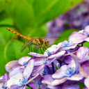 Clear eyes  screen for extension Chrome web store in OffiDocs Chromium