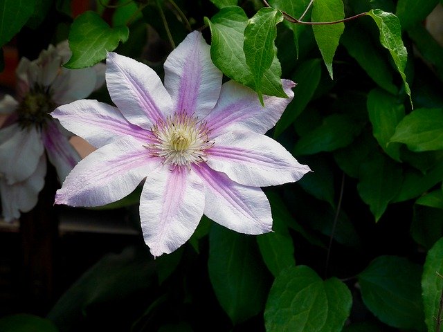دانلود رایگان Clematis Bloom Purple - عکس یا تصویر رایگان قابل ویرایش با ویرایشگر تصویر آنلاین GIMP