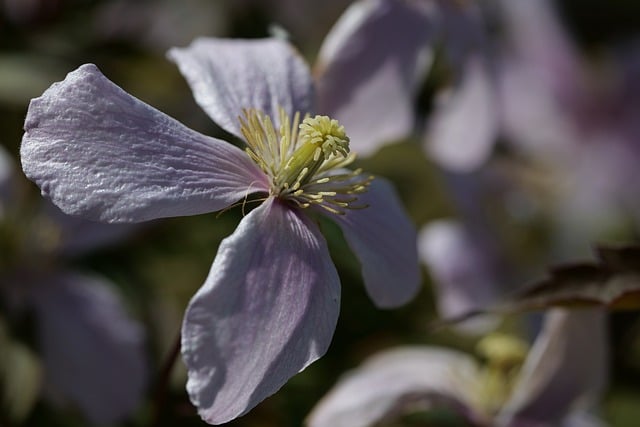 Free download clematis blossom bloom nature free picture to be edited with GIMP free online image editor