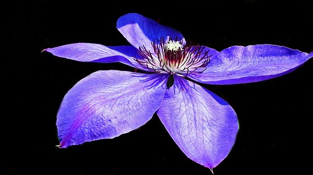 Descarga gratuita Clematis Blue Creeper: foto o imagen gratuita para editar con el editor de imágenes en línea GIMP