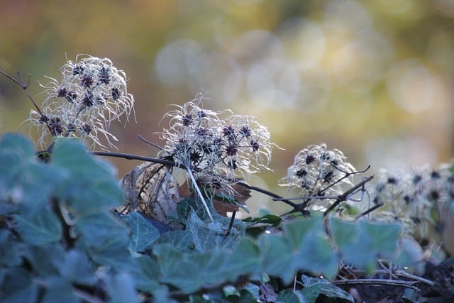 Бесплатно скачать клематис вьющийся растение природа семена бесплатное изображение для редактирования в GIMP бесплатный онлайн-редактор изображений