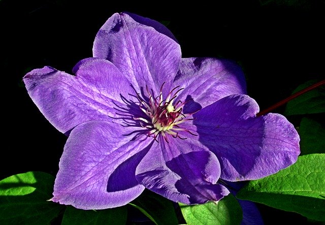 Free download Clematis Creeper Flower -  free photo or picture to be edited with GIMP online image editor