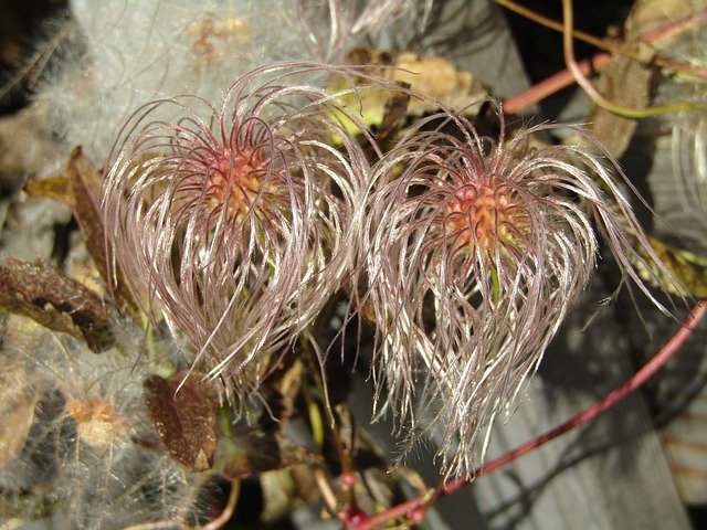 Free download Clematis Faded Seeds Climber -  free free photo or picture to be edited with GIMP online image editor