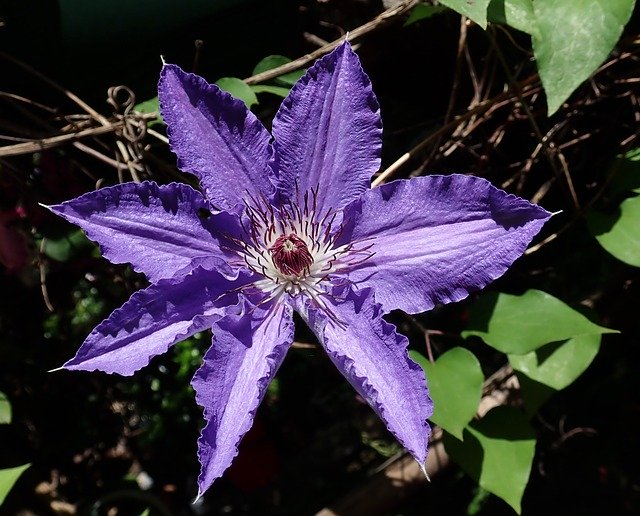 Free picture Clematis Flower Climber -  to be edited by GIMP free image editor by OffiDocs